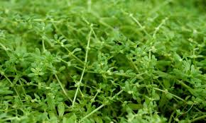 Image result for Callitriche oreophila