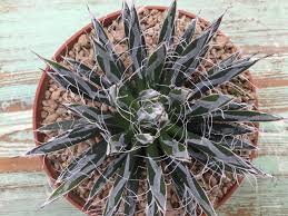 It may or may not be blooming at the time of your purchase. Agave Toumeyana Giromagi Cactus And Succulents