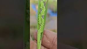 Image result for Hackelochloa