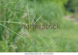 Image result for Digitaria diagonalis