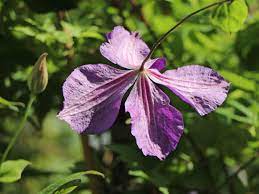 We did not find results for: Clematis Victoria Clematis Victoria Baumschule Horstmann