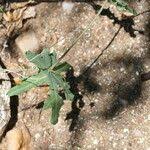 Image result for Coccinia sessilifolia