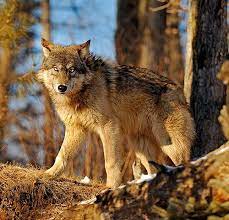 The Howls Will Send Chills Down Your Spine Wolves Photography Wolf Dog Wolf Hybrid