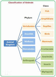 Domain And Kingdom Flowchart Best Picture Of Chart