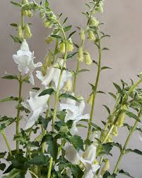 Image result for Ceratotheca triloba