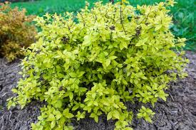 On green plants these are plants which do not manufacture their own food. Shrub Bright Green Young Foliage In The Garden Stock Photo Picture And Royalty Free Image Image 123185752