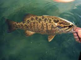 Catch And Release Survival Tips Bass Fishing Tips Smallmouth Bass Fishing Smallmouth Bass
