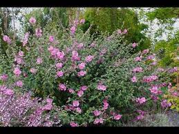 Lavatera X Clementii Rosea Tree Mallow Youtube Fast Growing Evergreens Evergreen Shrubs Plants