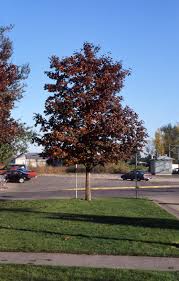Check spelling or type a new query. Crimson King Maple Glover Nursery