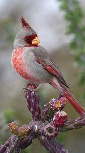 Gray Birds That Look Like Cardinals Cardinal Bird Red Gray Sitting On A Cactus Pretty Birds Beautiful Birds Animals Beautiful