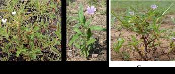 Image result for Monsonia angustifolia
