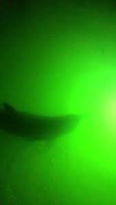 Royal caribbean staff built reef balls and have also propagated and transplanted corals onto the reef balls to create snorkeling trails and other reef assc: Under Dock Reef Home Facebook