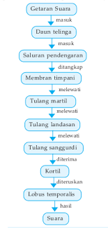 Check spelling or type a new query. Indra Pendengaran Manusia Telinga Ilmu Sains
