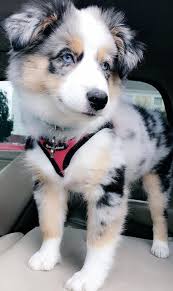 Cutestcatsandkittensever Cute Dogs Breeds Shepherd Dog Breeds Beautiful Dogs