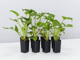 Banana do brejo in portuguese. Https Plantsinabox Com Au Daily Https Plantsinabox Com Au Products Liriope Evergreen Giant 2021 03 18t11 55 00 10 00 Daily Https Cdn Shopify Com S Files 1 0248 6983 Products Liriopeevergreengiant 8plants Jpg V 1592183415 Liriope Evergreen