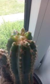 Replacing broken parts of plants can be done, if done immediately after the break occurs, but the join somtimes needs 'splinting' and definitely needs taping; How To Ensure Survival And Growth Of Broken Cactus Gardening Landscaping Stack Exchange