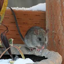 Minnesota's famous 10,000 lakes and… infamous temperature fluctuations make it naturally. Mice Mouse Rodent Control Removal Minneapolis Mn Part 1 Minnesota Wild Animal Management