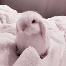 I go there for everything and. Soft Theme Cute Animals Cute Icons Cute