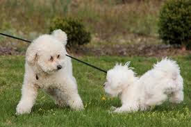 Maltese Puppy Playing Maltese Dogs Care Maltese Puppy Maltese Dogs