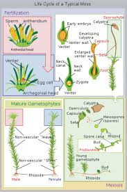 The left hand figure in the following diagram shows an unopened spore capsule, which is elongated in this. Life Cycles Of Bryophytes Advanced Ck 12 Foundation