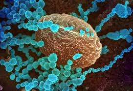 The delta variant, formerly referred to as the indian variant, is now the most dominant strain in the uk by some margin. South Asians Not Genetically Vulnerable To Severe Covid 19 Infection Reveals Study