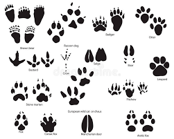 Check 'tierspuren' translations into english. Tierspuren Mit Namen Vektor Abbildung Illustration Von Namen 10476124