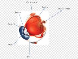 Senja kommune er ikke en region med stor spredning nå, og har derfor ikke innført ekstra tiltak. Le Mini Visuel Dictionnaire Visuel Le Visuel Multilingue The Macmillan Visual Dictionary Senja English Dictionary Png Pngegg