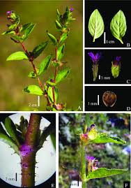 Image result for Cuphea carthagenensis