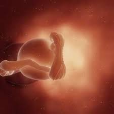 Schon im mutterleib hört das ungeborene kind die geräusche seiner umgebung. Schwanger Und Kind Schwangerschaft Woche 5 Bis 8 2 Monat