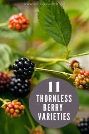 You can be the first user, who has. Gmo Free Organic Thornless Fruit Berry 2 Blackberry Plants Sweetie Pie Fruits Home Garden Worldenergy Ae