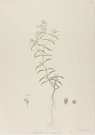 Image result for Oldenlandia herbacea