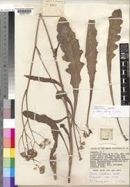 Image result for Senecio pleistocephalus