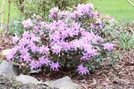 Diese bäume und sträucher für schattige standorte werden vor allem wegen ihre schönen und meist langanhaltenden blüten angepflanzt. Baume Und Straucher Fur Schatten 41 Ideale Schattengeholze Gartenlexikon De