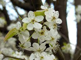 Mar 31, 2021 · the most common ornamental pear tree is the callery pear and is sometimes called ornate fruitless pear tree. Invasive Species Alert The Bradford Pear