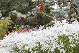 Check spelling or type a new query. Some Plants Have Evolved To Take Advantage Of Ant Pollination Earth Com