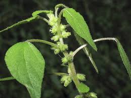 Image result for Parietaria debilis