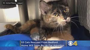 We cannot guarantee the availability of animals you may be interested in at your adoption appointment. More Than 50 Cats Rescued From Bedford Nh Home In Distressing Conditions Cbs Boston