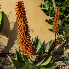 Image result for Aloe aculeata × excelsa