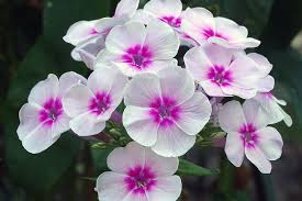 Leave green sun ground garden shadow bunga cantik nature. 8 Bunga Cantik Yang Cepat Mekar Cocok Di Halaman Rumah Halaman All Kompas Com