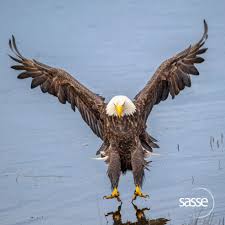 Birds That Look Like Eagles Pin By Sierra Nelson On Birds Eagles Bald Eagle Pet Birds