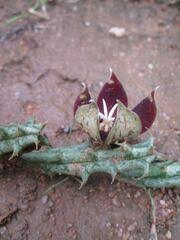 Image result for Holubia saccata