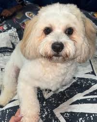 title Bogotá 🇨🇴. #BuscandoAThomas Se perdió cerca de ti. Personas en el  barrio Castilla y sus alrededores por favor estar muy atentos 📣📣 🚨️ Se  ofrece #recompensa 🚨️ Nombre: Thomas (Macho). Edad: