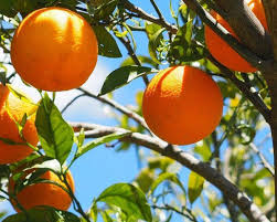 Découvrez notre portail orange et ses contenus. Seville S Plan To Turn Oranges Into Electricity