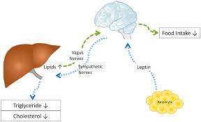 Autonomic Nervous System And The Liver Mizuno 2017 Hepatology Research Wiley Online Library