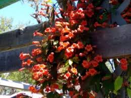 Image result for Bignonia capreolata