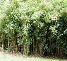 Image result for Pseudobersama mossambicensis