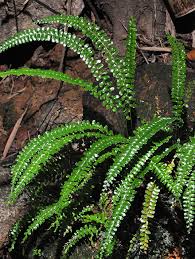 Image result for Lindsaeaceae