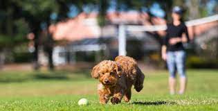 If you are a dog breeder, preparing your puppy buyers is as important as breeding good puppies. Puppy Culture Exercise Guidelines For Puppies Doggear