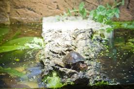Wie alle schildkröten müssen auch wasserschildkröten überwintern, dies ist. Unterbringung Aquaterrarium Fur Klappschildkroten Kinosternon Moschusschildkroten Sternotherus
