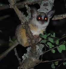 #bush baby #jumping #cute animals #bushbaby #gifs #jupiter2. Bushbaby Fascinating Facts And Photos